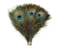 Peacock Eye Quill.jpg