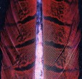 Pheasant Center Tail Dark Red 35.jpg