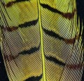 Pheasant Center Tail Fluo Green 39.jpg