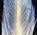 Pheasant Center Tail Grey Blue 15.jpg