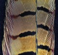 Pheasant Center Tail Light Olive 29.jpg