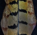 Pheasant Center Tail Natural 01.jpg