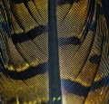 Pheasant Center Tail Olive 34.jpg