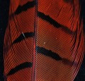 Pheasant Center Tail Orange 02.jpg