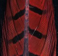 Pheasant Center Tail Red 08.jpg