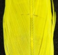 Pheasant Center Tail Yellow 99.jpg