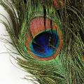 Peacock Eye Quill Black.jpg