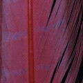 Pheasant Center Tail Hot Red 95.jpg