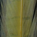 Pheasant Center Tail Sunny Yellow 06.jpg