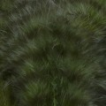 Grizzly Marabou Green 325.jpg