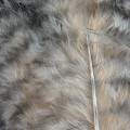 Grizzly Marabou Light Cream 323.jpg