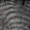 Grizzly Marabou Natural 301.jpg