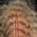 Grizzly Marabou Salmon 314.jpg