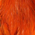 Cock Neck Orange.jpg