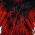 Cock Saddle Dyed Red.jpg