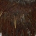Cock Saddle Dyed Ginger.jpg