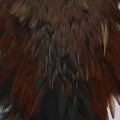 Cock Saddle Dyed Dark Brown.jpg