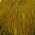 Cock Neck Dyed Sttuff Grizzly Yellow.jpg