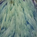 Cock Neck Dyed Sttuff Blue.jpg