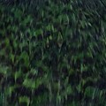 Hen Neck Dyed Sttuff Green.jpg