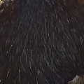 Hen Neck Dyed Sttuff Dark Brown.jpg