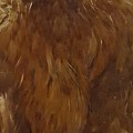Hen Neck Dyed Sttuff Light  Brown.jpg