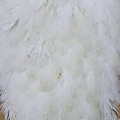 Hen Saddle Sttuff White.jpg
