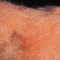 Microbright Dubbing Salmon 13.jpg