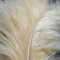 Marabou XL Cream 23.jpg