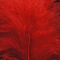 Marabou XL Red 15.jpg