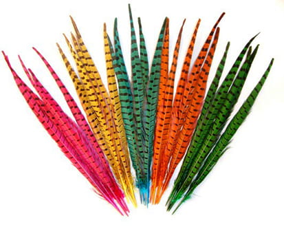 Pheasant Center Tail Sttuff.jpg