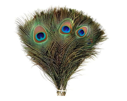 Peacock Eye Quill.jpg